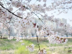 cherry blossom, flowers, pink