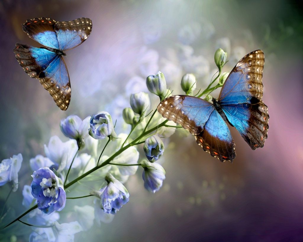 flowering, butterflies, insects