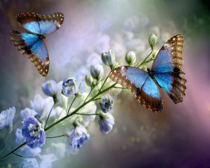 flowering, butterflies, insects