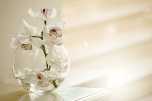 orchid, nature, flower