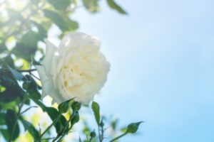 rose, climbing rose, alaska