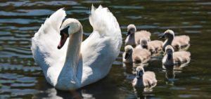 swan, swan babies, baby swans