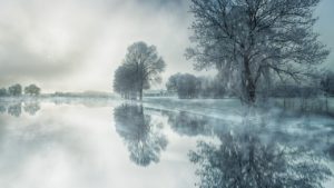nature, tree, fog
